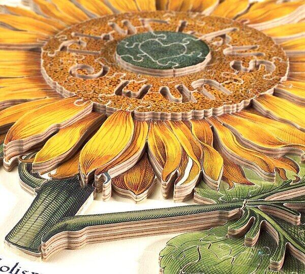 Flos Solis maior close up.JPG