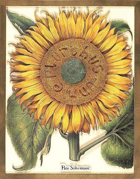 Flos Solis maior overhead.JPG