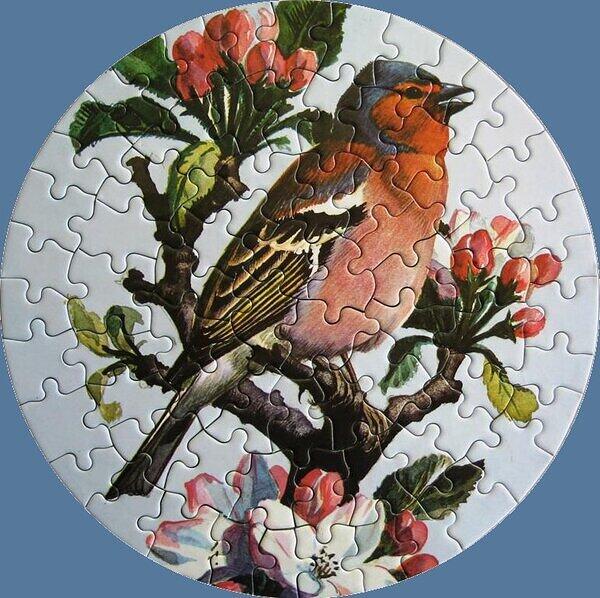Chaffinch.jpg