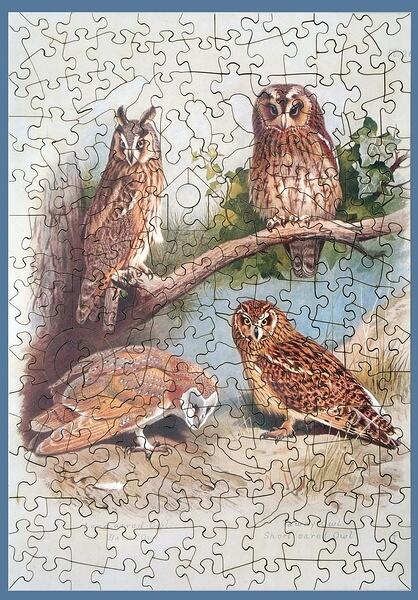 OwlsTBBPuzB