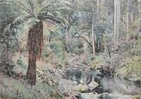 Australian Bush