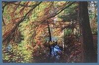 Enchanted Forest