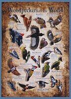 Woodpeckers of the World