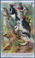 Woodpeckers (Spechte)