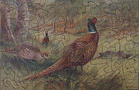 PHEASANTS (A).jpg