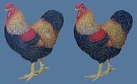A Pair of Cockerels  2.JPG
