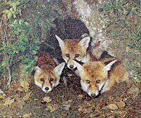 FOX CUBS 001.jpg