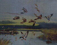 EVENING FLIGHT OF MALLARDS.jpg