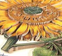 Flos Solis maior close up.JPG
