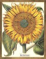 Flos Solis maior overhead.JPG