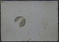 WHITE ROSE 004.JPG