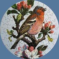 Chaffinch
