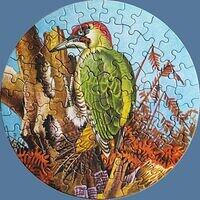 Green Woodpecker