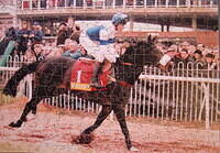 Alderbrook