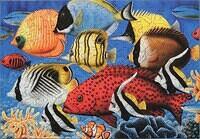 Coral Fish