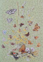 Grassland Butterflies.JPG