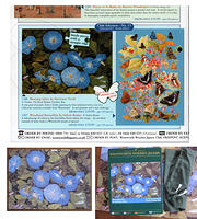 Wentworth Whimsy13 2001, Marianne North Collection 500pc Morning Glory
