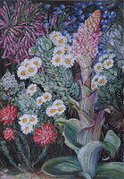 FLOWERS FROM TABLE MOUNTAIN .jpg