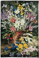 Wildflowers of the Blue Mountains