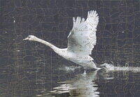Swan