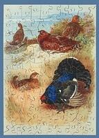 Black Cock with Grouse