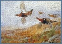 Grouse in Flight