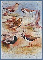 Plovers
